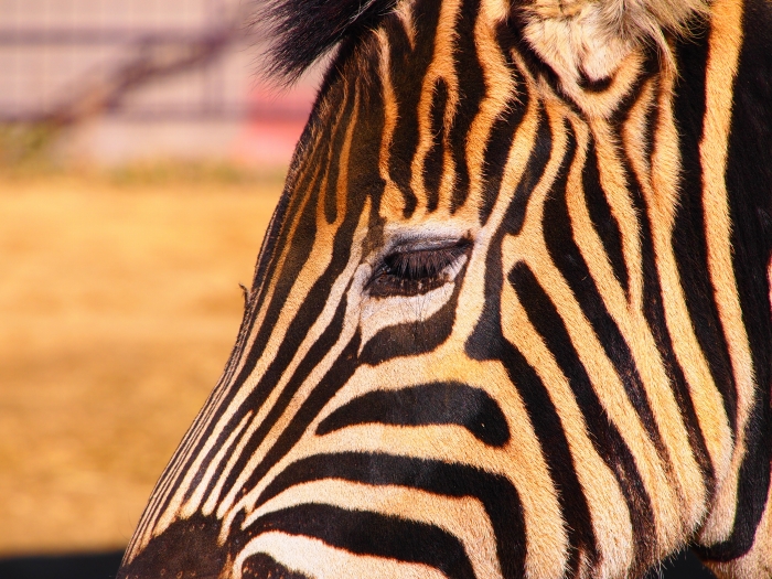 Fundraising forTOHOKUEarthquakeと　バブルの時代＆王子動物園　_d0252924_1730413.jpg