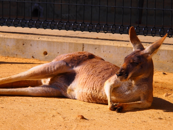 Fundraising forTOHOKUEarthquakeと　バブルの時代＆王子動物園　_d0252924_17311114.jpg