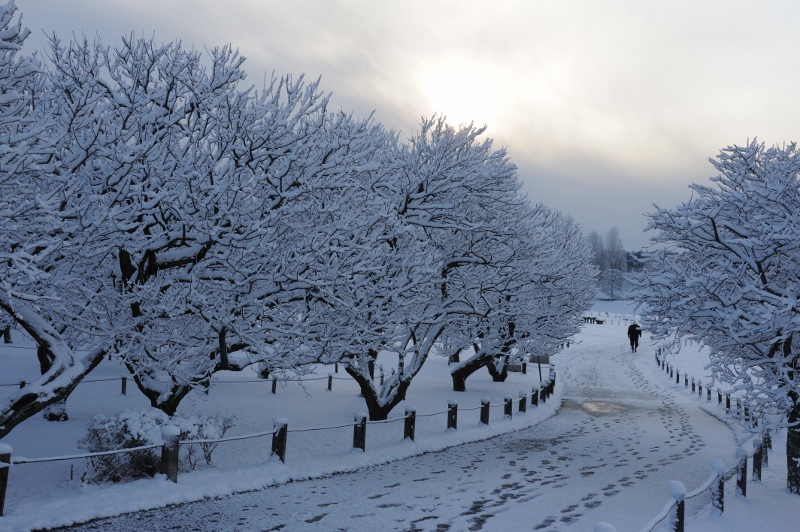 初雪ー1 _b0230131_1275819.jpg