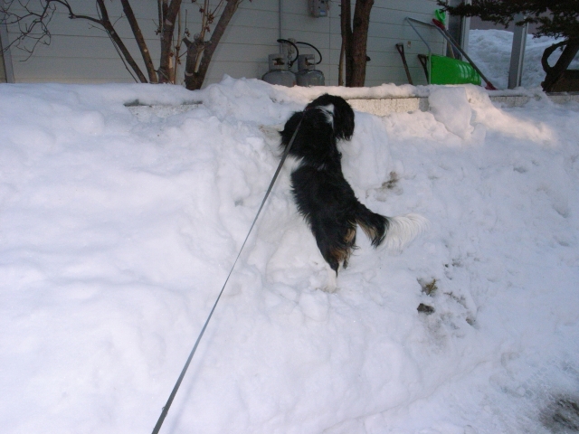 雪も解けてきました。_c0051132_23233779.jpg