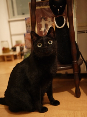 5秒前猫 のぇる編。_a0143140_2350540.jpg