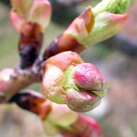 まさに花待ち？カワズザクラの今は･･･_f0062055_10511614.jpg