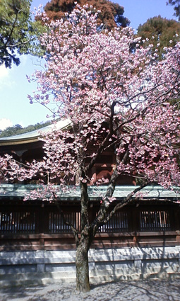 宮地嶽神社の開運桜とカスミサンショウウオの卵_f0212356_2324980.jpg