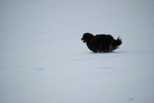 春だけど山はまだ雪の中デスって_c0105157_1517785.jpg