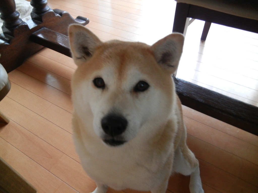 f0060461_17141054.jpg