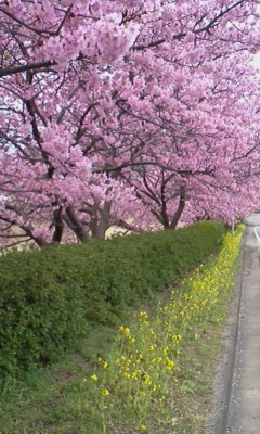 河津桜_e0204372_22143570.jpg