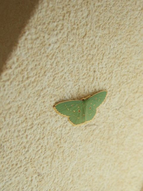 神棚のヒサカキで羽化したのでしょうか？ : 昆虫ブログ むし探検広場