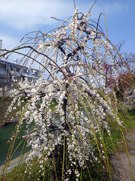 b0000209_18381880.gif