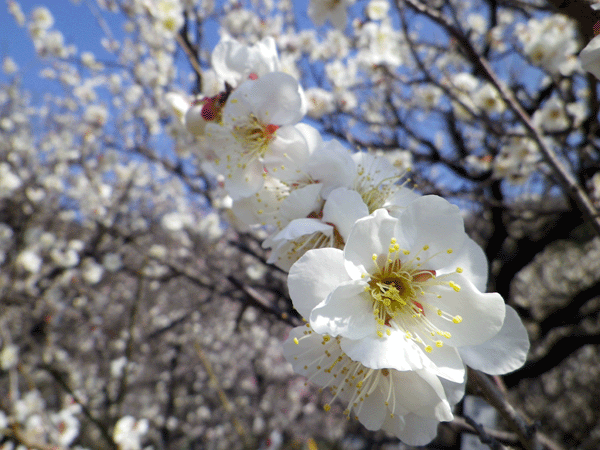 b0000209_1838228.gif