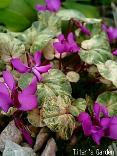 Cyclamen coum forma. variegatum_b0099813_0572151.jpg