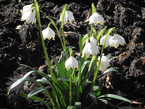 早春に咲くスノーフレーク チルターンの風に吹かれてーイギリスの小さな村の小さな庭からー