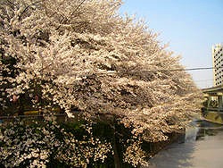 お花見カフェ_c0200917_222180.jpg