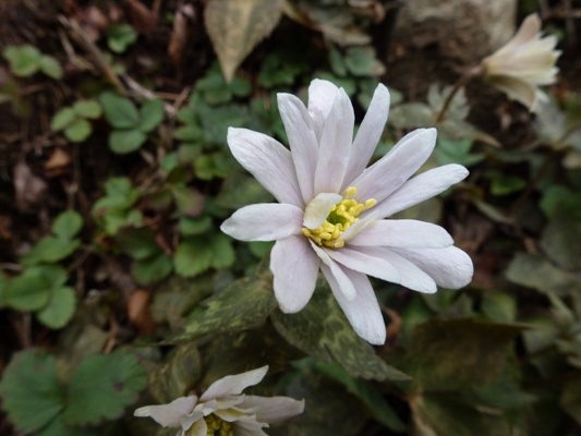 c0042418_81558.jpg