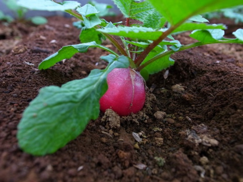 Our Farms._c0128818_17251810.jpg