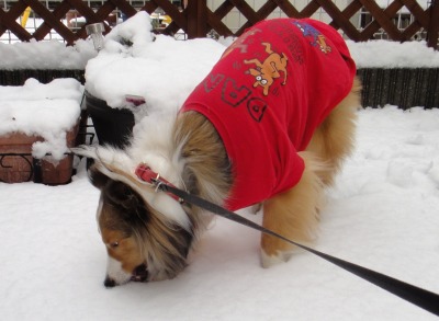 大雪前後のダイジェスト_e0195743_18283230.jpg