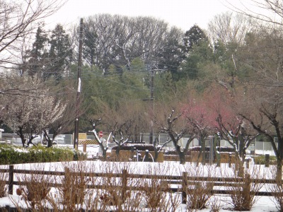 大雪前後のダイジェスト_e0195743_18285223.jpg