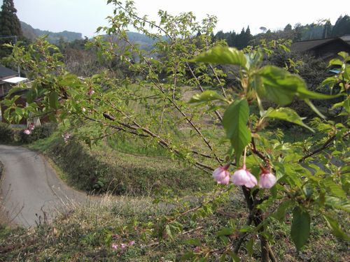 河津桜が咲いていた！_b0159944_198648.jpg