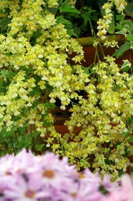 佐布里池のハウスの花たち_d0186245_22334616.jpg