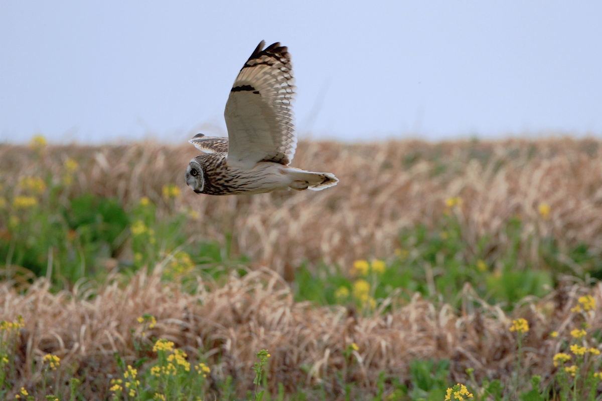 コミミズクの優雅な舞い_b0184848_959158.jpg