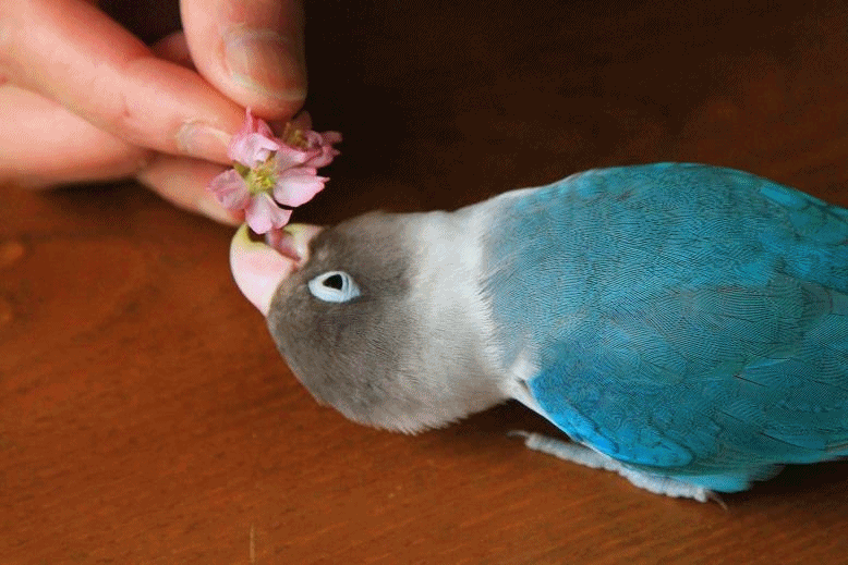 c0145250_17214838.gif