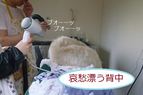 a0166954_374717.gif