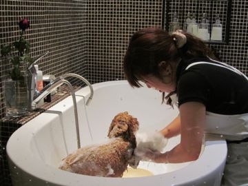 SPA & SALON für Hunde!_b0102075_8321681.jpg