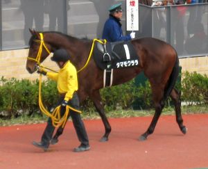 中京競馬場へ行きました（3月11日）_d0021786_17362369.jpg