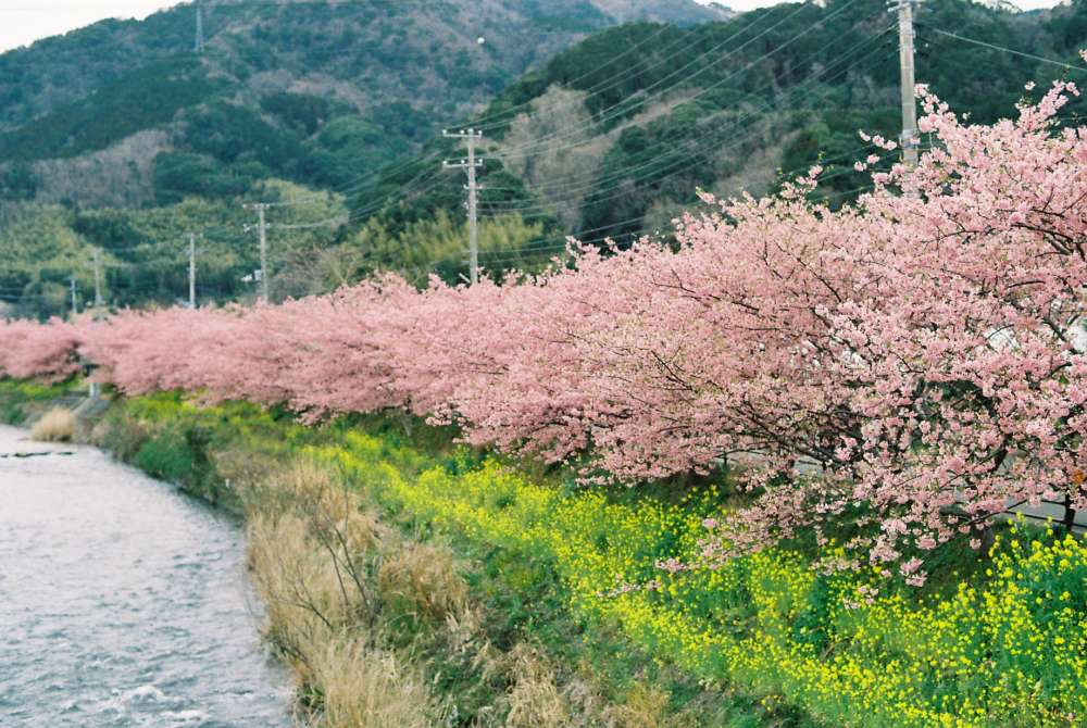 河津桜を見に行ってきました_d0228889_21195823.jpg