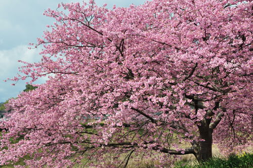 もう1つの河津桜_e0241691_22273673.jpg