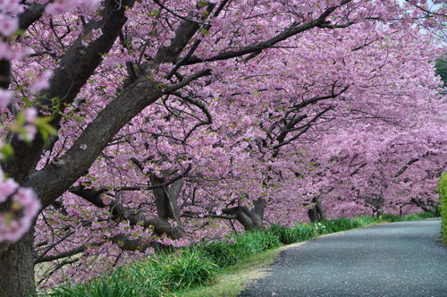 もう1つの河津桜_e0241691_22282273.jpg