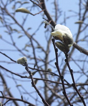 d0004393_17125748.jpg