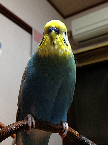 d0131293_2331922.jpg