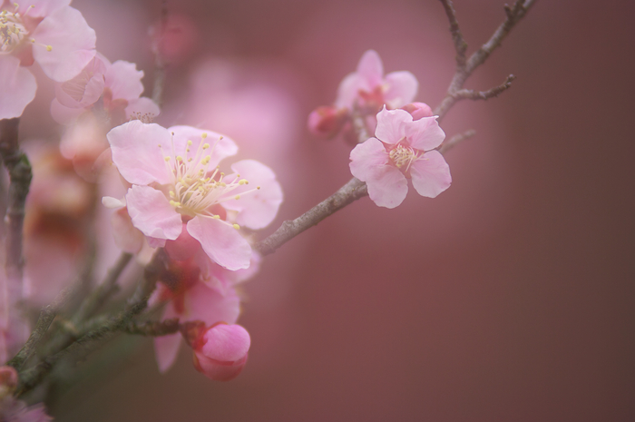 花の季節はまだ遠く_c0193694_2233180.jpg