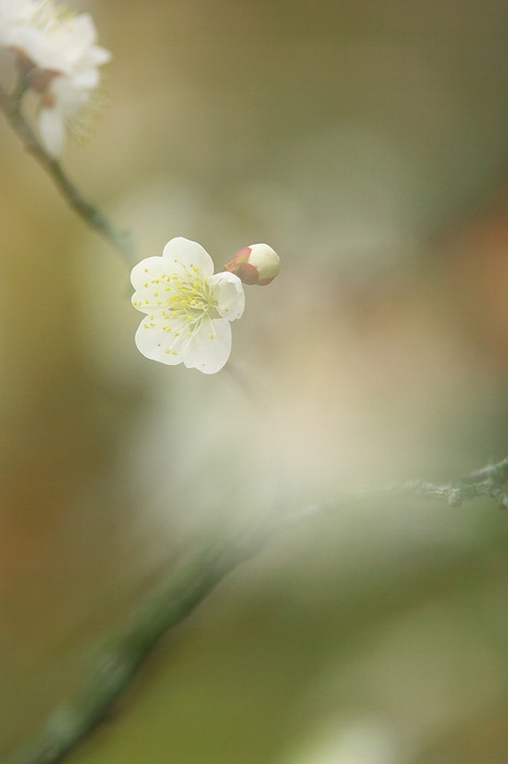 花の季節はまだ遠く_c0193694_2244476.jpg