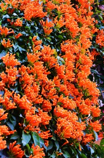 Poon hill trek 2_e0111396_18411642.jpg