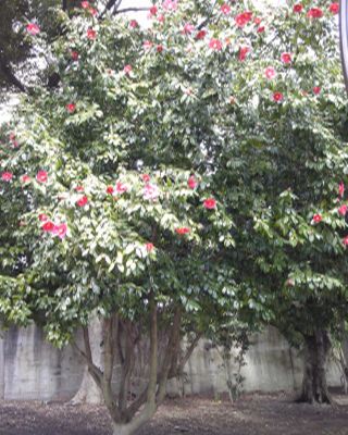 d0133199_14383960.jpg