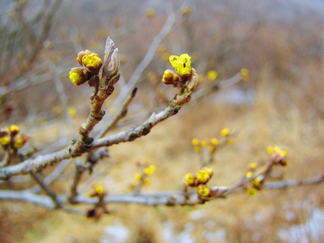 a0097006_22435450.jpg
