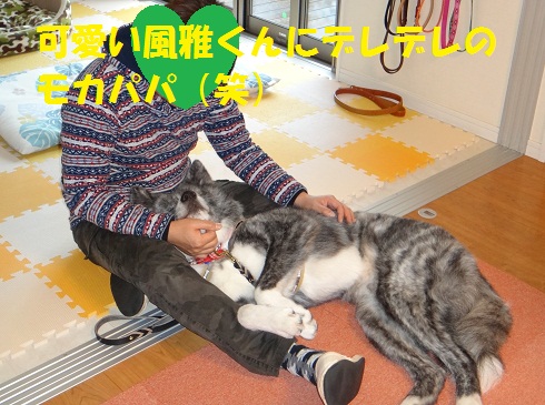 風雅くん、正式譲渡のご報告♪_f0121712_7202772.jpg