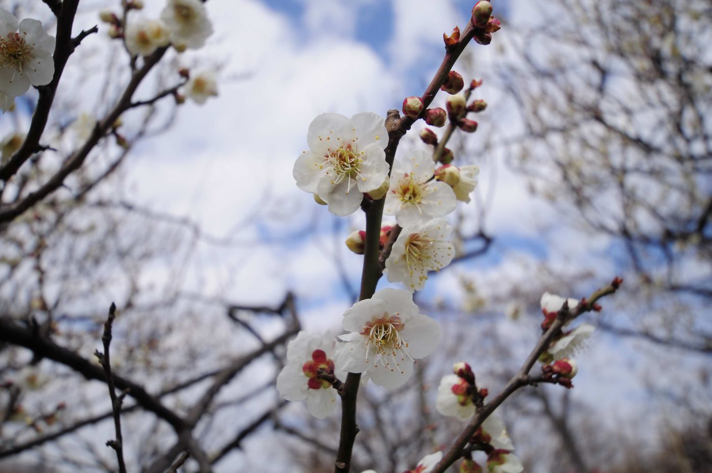 遅いお花見_f0133213_2033642.jpg