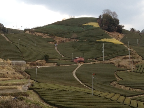 茶源郷　和束_b0220318_3503923.jpg