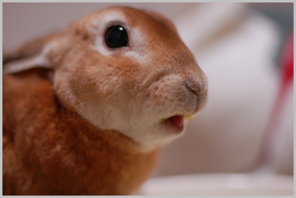 うさぎの口 うさまっこブログ