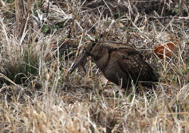 ヤマシギの捕食_f0206138_8594771.jpg