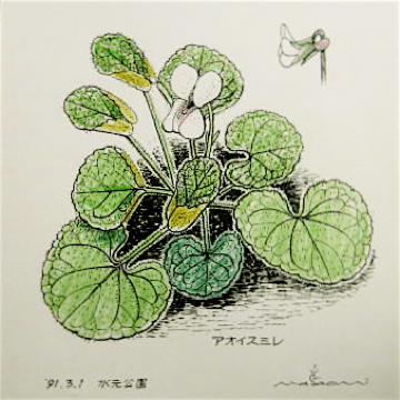 『彩色 ペン画』 アオイスミレ　Viola hondoensis._a0083553_8403910.jpg