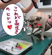 よっちゃん☆_b0059154_20504750.jpg