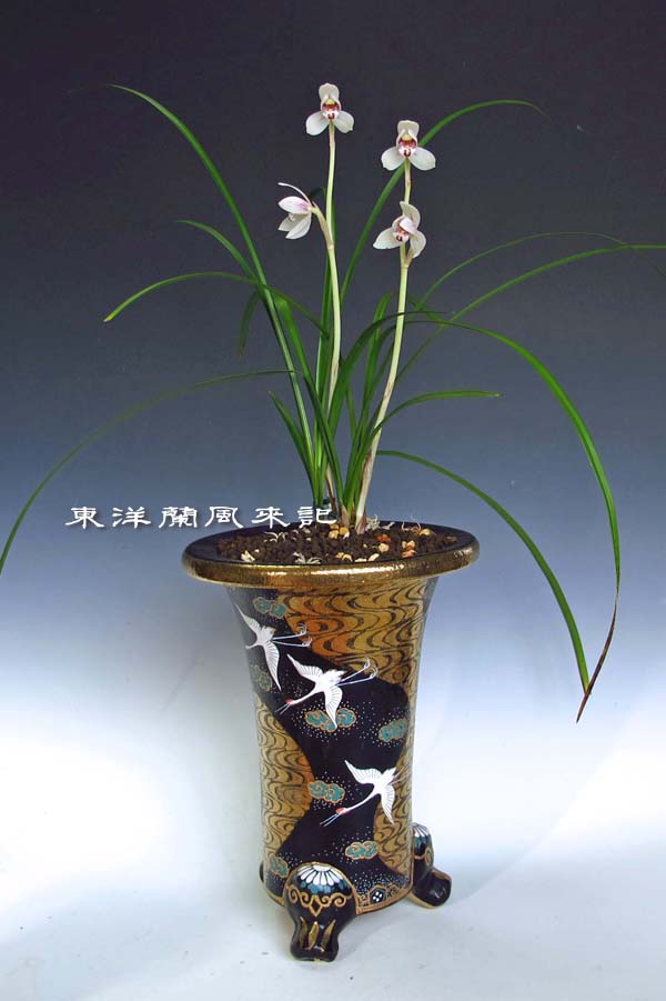 春蘭　鉢 春蘭鉢