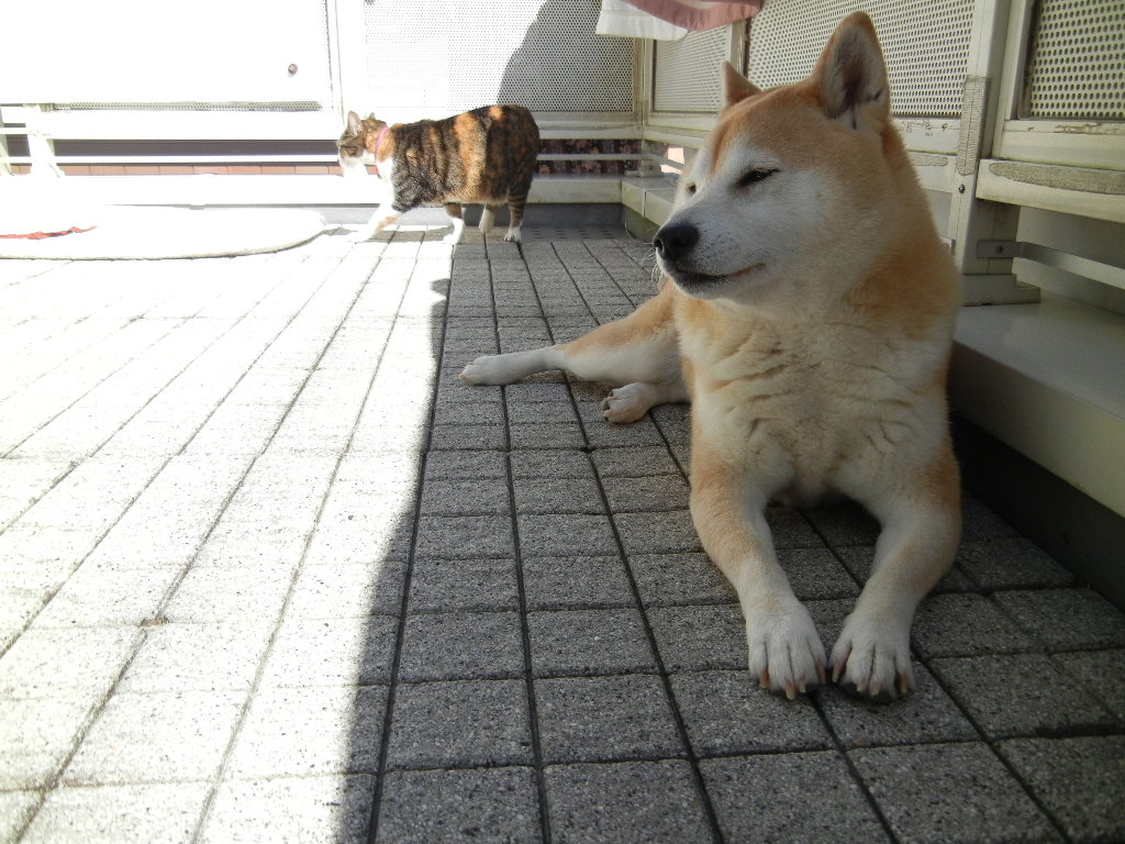 2012年3月12日(月)今日は猫の絵~!_f0060461_16462126.jpg