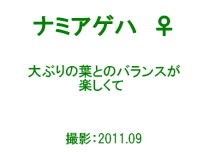 ■■　輝く小さな命たち　\'10～\'11　作品公開　vol.1　■■_c0195662_2374935.jpg