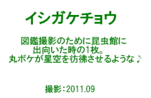 ■■　輝く小さな命たち　\'10～\'11　作品公開　vol.1　■■_c0195662_2391280.jpg
