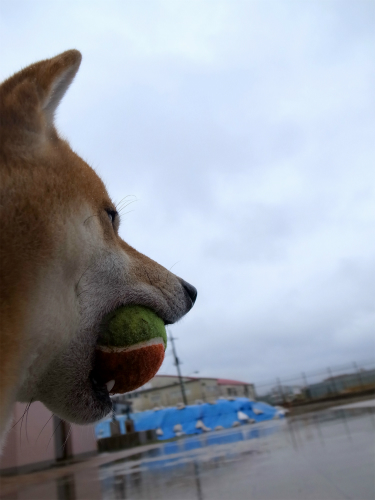 楽しい雨の散歩_f0214771_10353298.jpg