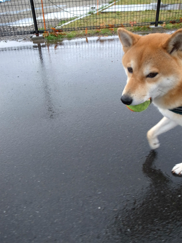 楽しい雨の散歩_f0214771_10361430.jpg